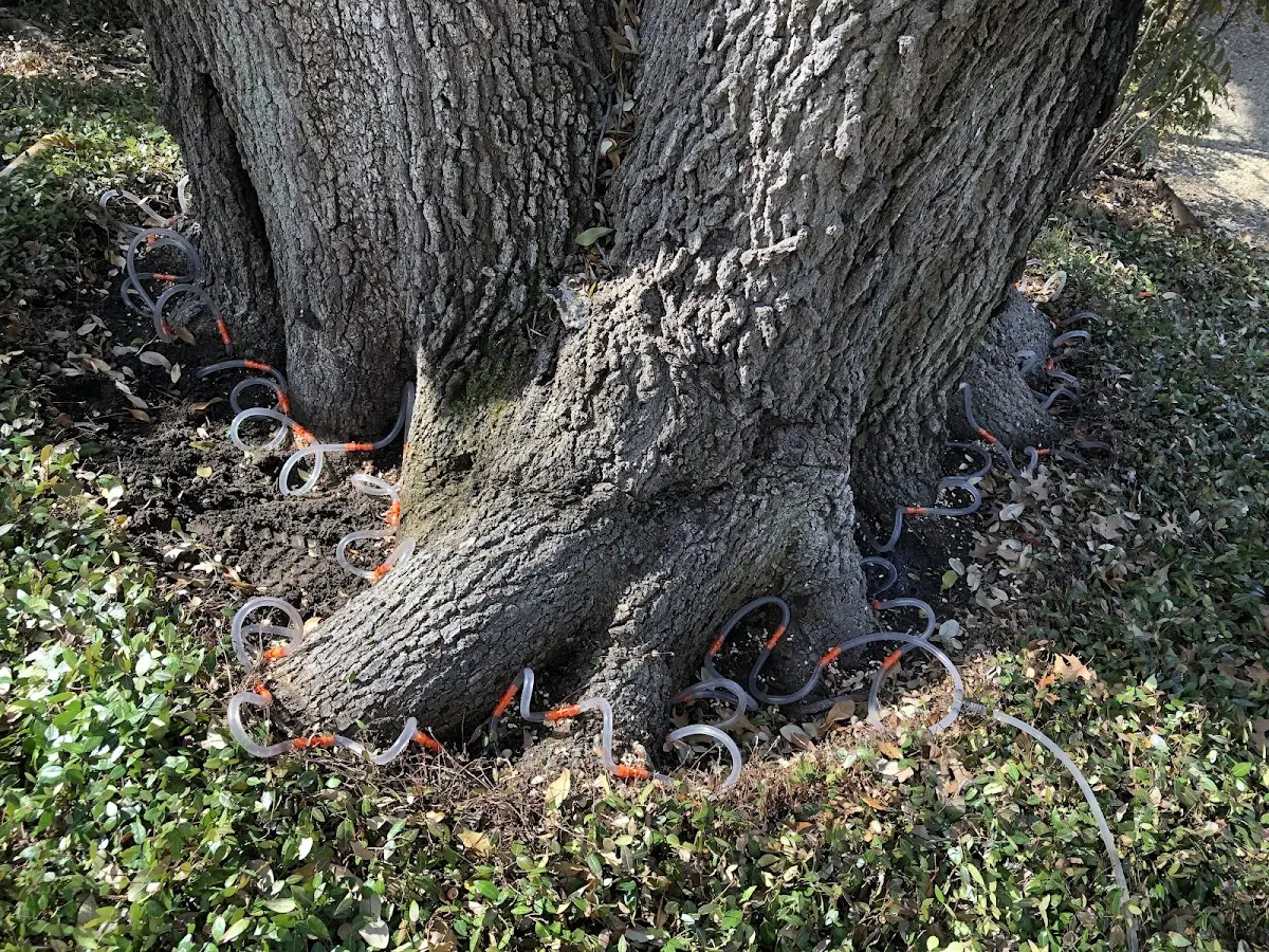 Detailed Tree Cabling and Bracing job site in Weogufka