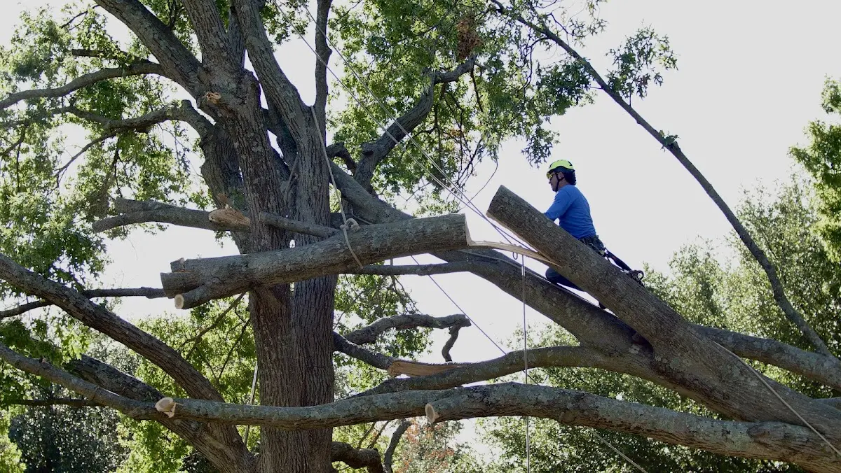 Professional Hazardous Tree Removal performed by certified arborists in Weogufka